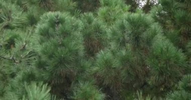 Martime Pine 'ın dalları, çam kozalakları ağaçta koni ve iğneler, Fransa Loire' de La Baule Escoublac, Real Time 4K