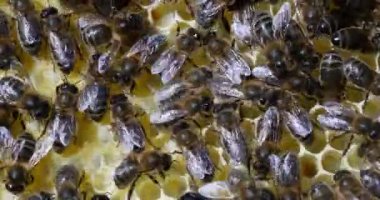 (124; Avrupa Bal Arısı, apis mellifera, Black Bee Brood, Normandiya 'da Arı Kovanı, Real Time 4K)