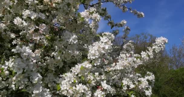 Wind Blossoming Apple Tree Branches Normandy France Real Time — Αρχείο Βίντεο