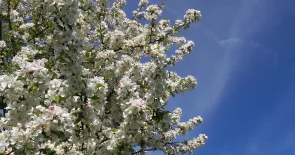 Vento Blossoming Apple Tree Branches Normandia França Tempo Real — Vídeo de Stock
