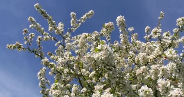 Wind Blühenden Apfelbäumen Normandie Frankreich Echtzeit — Stockvideo