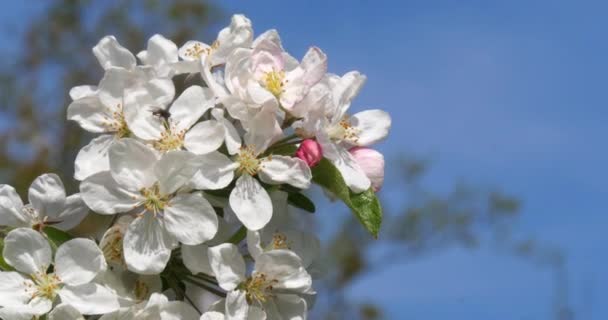 Wind Blossoming Apple Tree Branches Normandy France Real Time — Αρχείο Βίντεο