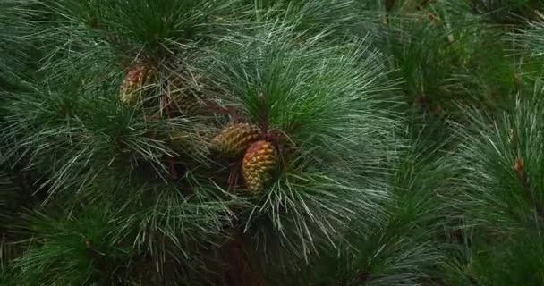 Ветви Морской Сосны Pinus Pinaster Показывающие Конусы Иглы Дереве Baule — стоковое видео