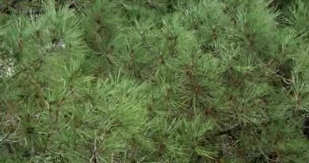 Cabang Pine Maritim Pinus Pinaster Menunjukkan Kerucut Dan Jarum Pohon — Stok Video