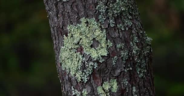 Lichen Tree Trunk Maritime Pine Baule Escoublac Loire Atlantique France — Stok Video