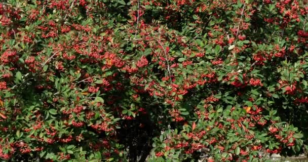 Kızıl Böğürtlenli Cotoneaster Şubeleri Fransa Normandiya Real Time — Stok video
