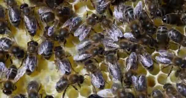 Abelha Mel Europeia Apis Mellifera Abelhas Negras Trabalhando Abelha Colmeia — Vídeo de Stock
