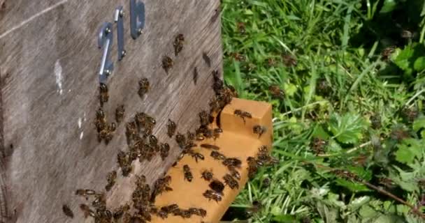 European Honey Bee Apis Mellifera Black Bees Standing Hive Entrance — 비디오