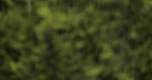 Pioggia Nei Rami Albero Sfondo Sfocato Normandia Francia Tempo Reale — Video Stock