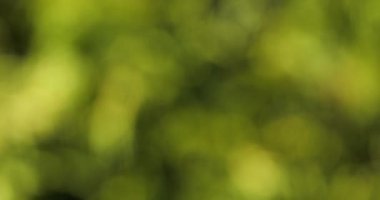 Bir Ağacın Dallarında Rüzgar, Bulanık Arkaplan, Fransa 'da Normandiya, Gerçek Zaman 4K