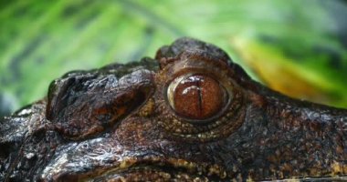 Cuvier 'in cüce kaymanı, paleosuchus palpebrosus, Yetişkin Portresi, Real Time 4K