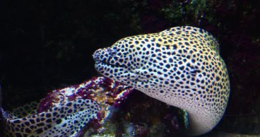 Balpeteği Moray Yılanbalığı, Gymnothorax favagineus, Yetişkin, Real Time 4K