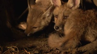 Kızıl Tilki, Vulpes vulpes, Den 'de duran Cub, Fransa' da Normandiya, Real Time