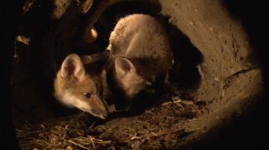 Kızıl Tilki, Vulpes vulpes, Den 'de duran Cub, Fransa' da Normandiya, Real Time