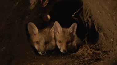 Kızıl Tilki, Vulpes vulpes, Den 'de duran Cub, Fransa' da Normandiya, Real Time