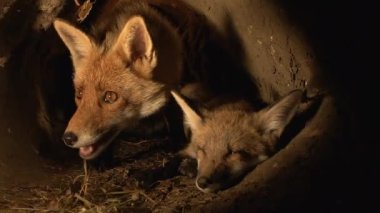 Kızıl Tilki, Vulpes vulpes, Anne ve Yavrusu Den 'de, Normandiya' da, Gerçek Zamanda