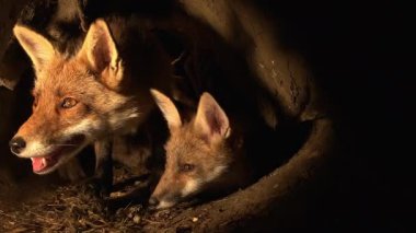 Kızıl Tilki, Vulpes vulpes, Anne ve Yavrusu Den 'de, Normandiya' da, Gerçek Zamanda