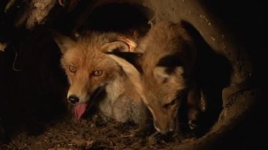 Kızıl Tilki, Vulpes vulpes, Anne ve Yavrusu Den 'de, Normandiya' da, Gerçek Zamanda