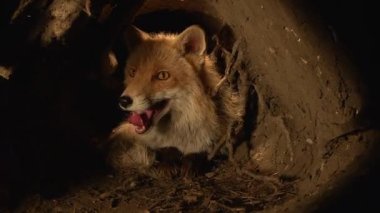 Kızıl Tilki, Vulpes vulpes, Den 'de duran kadın, Fransa' da Normandiya, Real Time