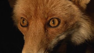Kızıl Tilki, Vulpes vulpes, Den 'de duran kadın portresi, Fransa' da Normandiya, Real Time