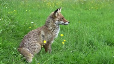 Kızıl Tilki, Vulpes vulpes, Yetişkin Kadın Yüksek Çimlerde, Normandiya 'da Gerçek Zaman