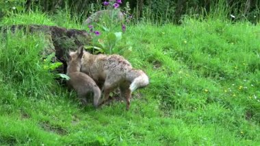 Kızıl Tilki, Vulpes vulpes, Den Girişi 'nde duran dişi ve yavru, Fransa' da Normandiya, Real Time