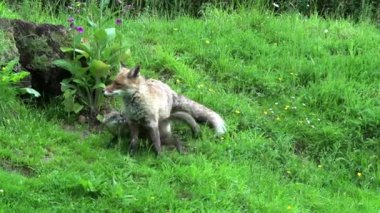 Kızıl Tilki, Vulpes vulpes, Den Girişi 'nde duran dişi ve yavru, Fransa' da Normandiya, Real Time