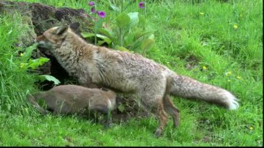Kızıl Tilki, Vulpes vulpes, Den Girişi 'nde duran dişi ve yavru, Fransa' da Normandiya, Real Time