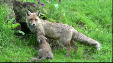 Kızıl Tilki, Vulpes vulpes, Den Girişi 'nde duran dişi ve yavru, Fransa' da Normandiya, Real Time