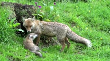 Kızıl Tilki, Vulpes vulpes, Den Girişi 'nde duran dişi ve yavru, Fransa' da Normandiya, Real Time