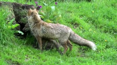 Kızıl Tilki, Vulpes vulpes, Den Girişi 'nde duran dişi ve yavru, Fransa' da Normandiya, Real Time