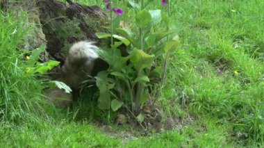 Kızıl Tilki, Vulpes vulpes, Den Girişi 'nde duran dişi ve yavru, Fransa' da Normandiya, Real Time