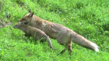 Red Fox, vulpes vulpes vulpes, Mother and Cub High grass, Normandy in France, Real Time