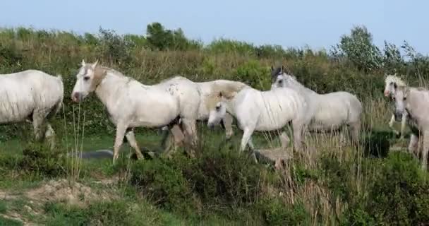 Camargue Pferd Herde Sumpf Saintes Marie Mer Der Camargue Südfrankreich — Stockvideo