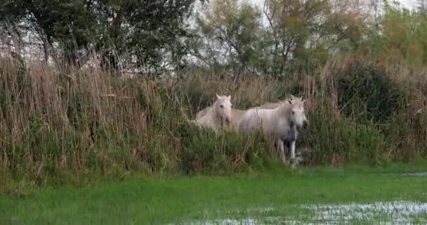 Camargue Horse Herd Standing Swamp Saintes Marie Mer Camargue Nel — Video Stock