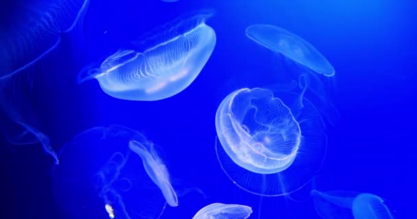 Common Jellyfish Moon Jellyfish Urelia Aurita Group Swimming Real Time — 비디오