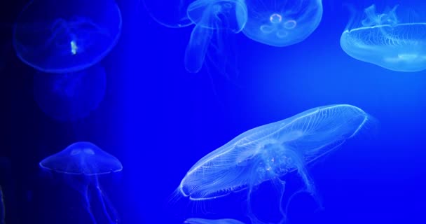 Common Jellyfish Moon Jellyfish Urelia Aurita Group Swimming Real Time — Stock Video