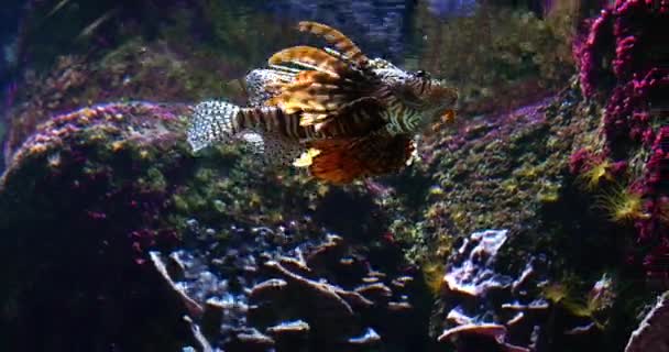 Sıradan Aslan Balığı Pterois Volitans Zehirli Tür Yetişkin Yüzme Gerçek — Stok video