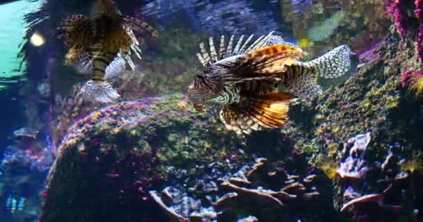 Common Lion Fish Pterois Volitans Específicas Venenosas Natación Adultos Tiempo — Vídeos de Stock