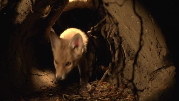 Red Fox Vulpes Vulpes Cub Berdiri Den Normandia Perancis Real — Stok Video