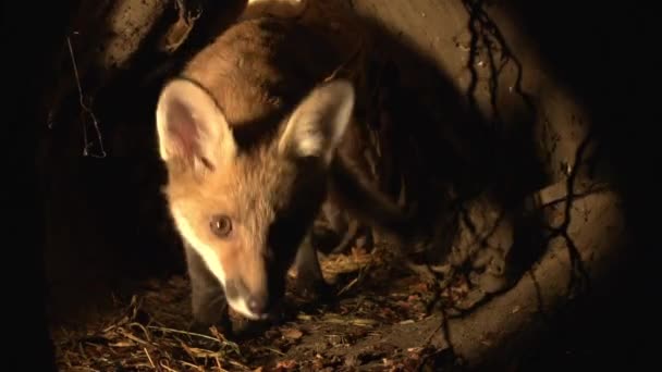 Red Fox Vulpes Vulpes Cub Standing Den Normandy France Real — Stock Video