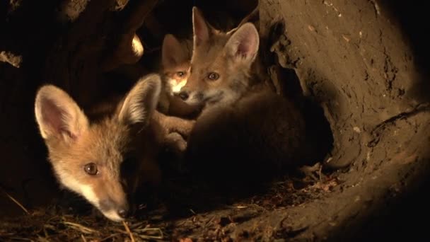 Red Fox Vulpes Vulpes Cub Standing Den Normandy France Real — Stock Video