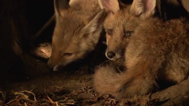 Red Fox Vulpes Vulpes Cub Den Normandia França Tempo Real — Vídeo de Stock