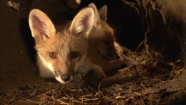 Red Fox Vulpes Vulpes Cub Standing Den Normandia Francji Real — Wideo stockowe