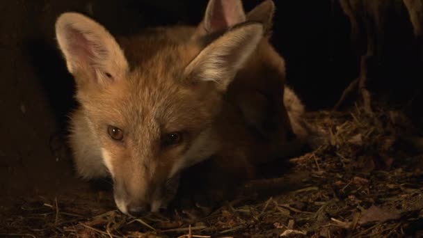 Red Fox Vulpes Vulpes Cub Стояти Ден Нормандія Франції Real — стокове відео