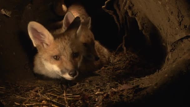 Red Fox Vulpes Vulpes Cub Стояти Ден Нормандія Франції Real — стокове відео