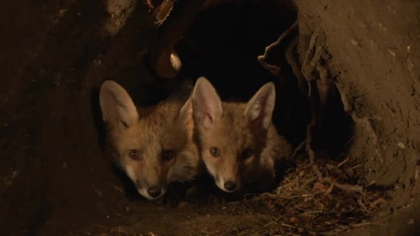 Red Fox Vulpes Vulpes Cub Berdiri Den Normandia Perancis Real — Stok Video