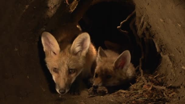 Red Fox Vulpes Vulpes Cub Standing Den Normandië Frankrijk Real — Stockvideo