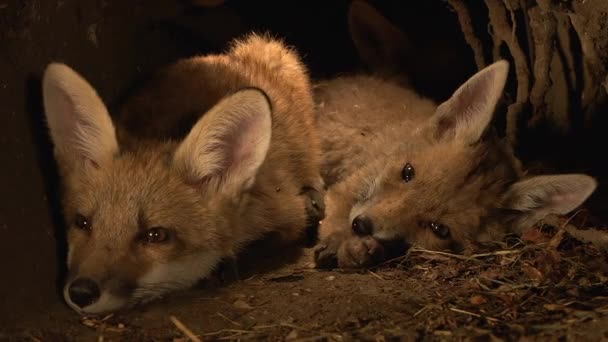 Red Fox Vulpes Vulpes Cub Standing Den Normandia Francji Real — Wideo stockowe