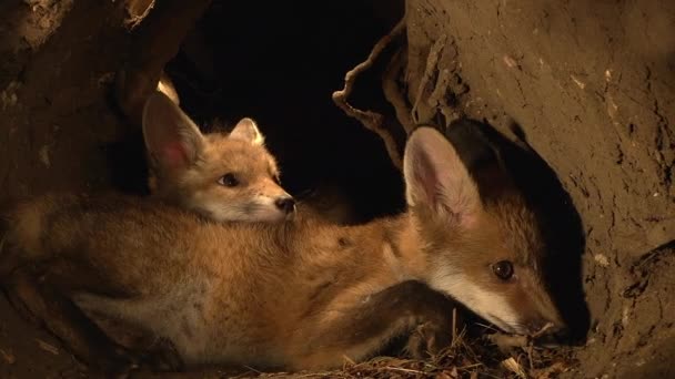 Red Fox Vulpes Vulpes Cub Standing Den Normandia Francia Tempo — Video Stock